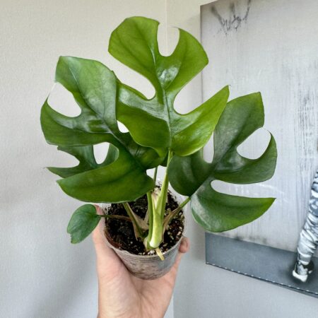 Mini Monstera plant