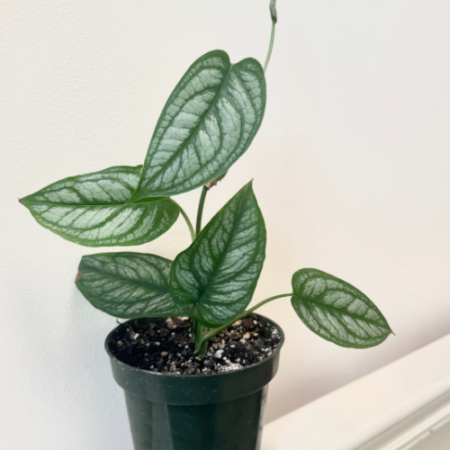 Monstera Siltepecana El Salvador plant with silver foliage