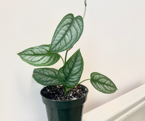 Monstera Siltepecana El Salvador plant with silver foliage