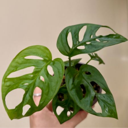 Monstera Adansonii | Swiss Cheese Plant