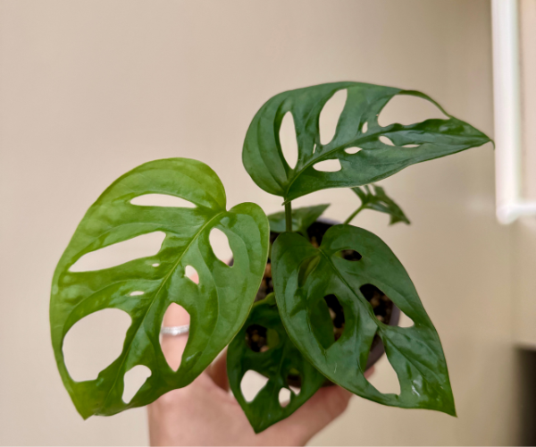 Monstera Adansonii | Swiss Cheese Plant