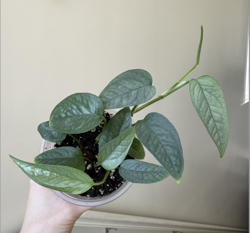 Cebu blue pothos closeup