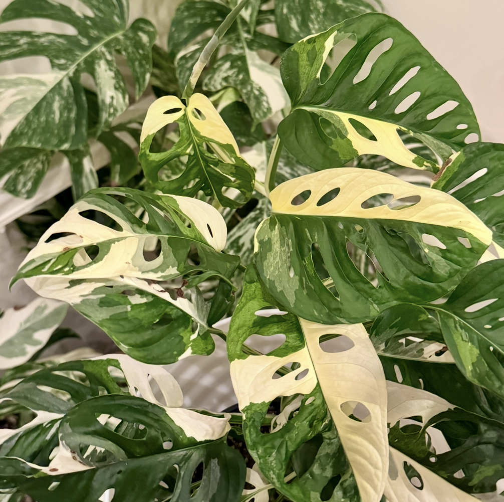 monstera albo close up